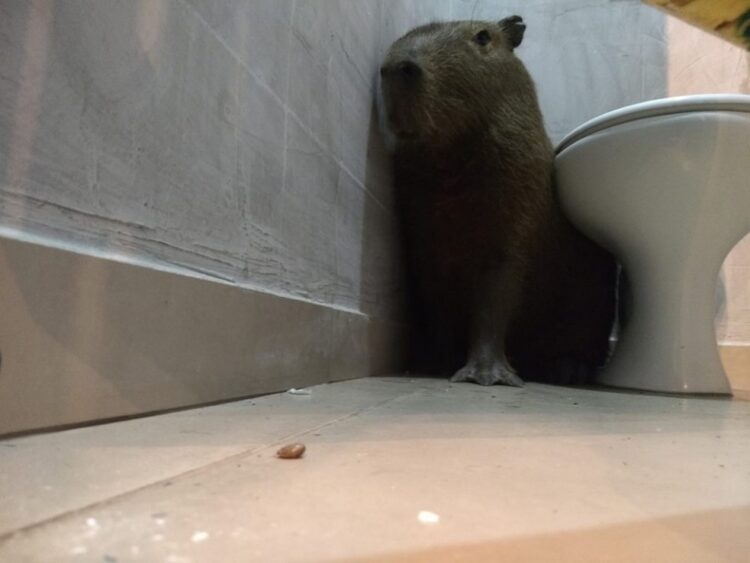 Funcionária se assusta ao encontrar capivara no banheiro de lanchonete: ‘Achei que fosse lobisomem’
