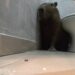 Funcionária se assusta ao encontrar capivara no banheiro de lanchonete: ‘Achei que fosse lobisomem’