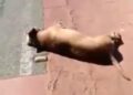 Preso, homem disse que atirou e matou cachorro por não gostar do animal