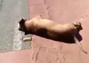 Preso, homem disse que atirou e matou cachorro por não gostar do animal