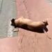 Preso, homem disse que atirou e matou cachorro por não gostar do animal