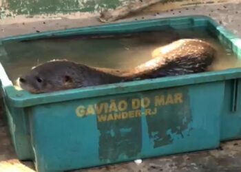 Longe de lagoas ou rios, lontra invade casa no Bairro Coophasul e é capturada pela PMA