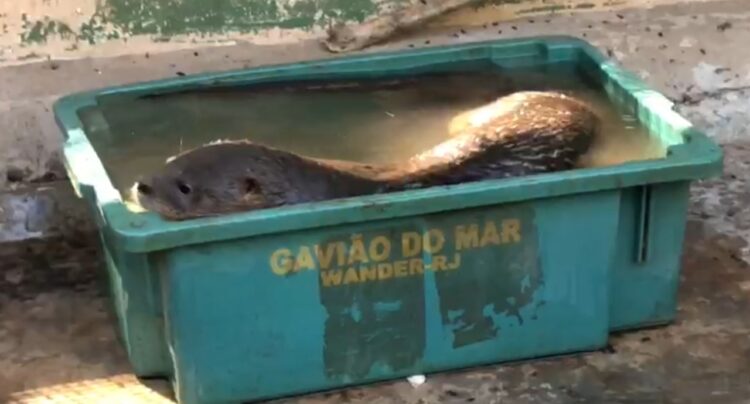 Longe de lagoas ou rios, lontra invade casa no Bairro Coophasul e é capturada pela PMA