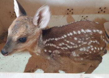 Filhote de veado é resgatado em quintal de residência pela PMA