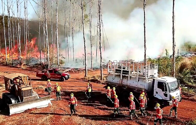 Pronta atuação dos bombeiros reduzem em 81% focos de calor no Pantanal