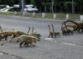 Seinfra, UEMS e Ong’s se unem para mitigação de morte de animais nas rodovias de MS