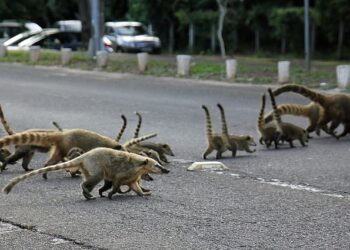 Seinfra, UEMS e Ong’s se unem para mitigação de morte de animais nas rodovias de MS