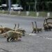 Seinfra, UEMS e Ong’s se unem para mitigação de morte de animais nas rodovias de MS