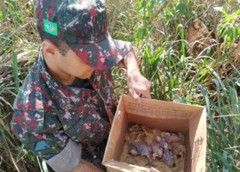 Polícia Militar Ambiental deflagra operação Bocaiúva contra o tráfico de papagaios