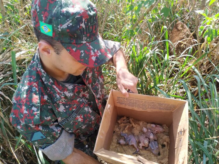 Polícia Militar Ambiental deflagra operação Bocaiúva contra o tráfico de papagaios