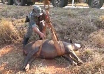 Guincho é utilizado para resgatar anta de 250 kg atropelada na MS-487