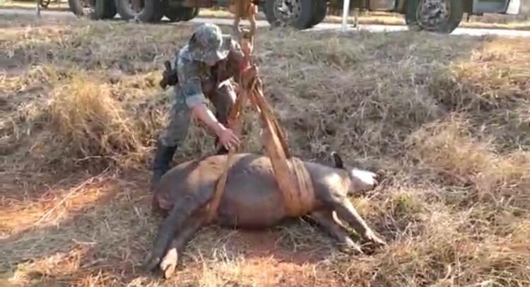 Guincho é utilizado para resgatar anta de 250 kg atropelada na MS-487