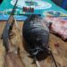 Caçador é preso com tatu abatido, carne de sucuri, armas e munições ilegais