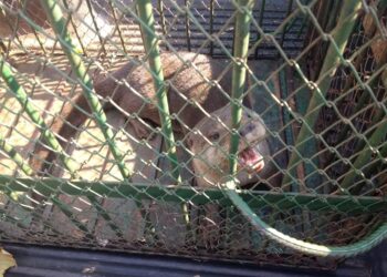 Ariranha é encontrada dentro de residência, capturada e devolvida à natureza em MS