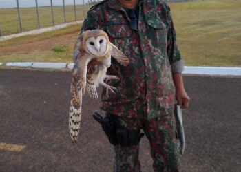 PMA resgata coruja com asa quebrada em batalhão do exército da Capital