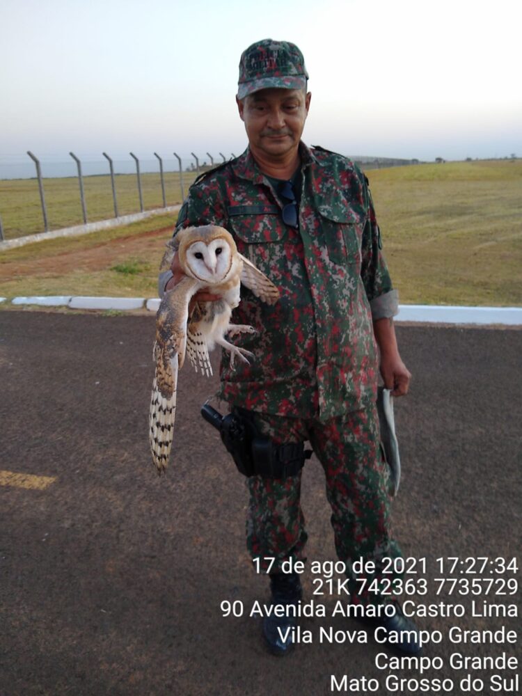 PMA resgata coruja com asa quebrada em batalhão do exército da Capital