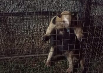 PMA captura tamanduá-mirim ferido dentro de residência em MS