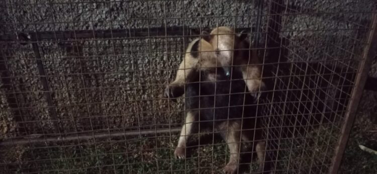 PMA captura tamanduá-mirim ferido dentro de residência em MS