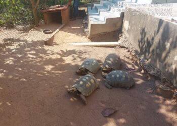 Quatro jabutis mantidos em cativeiro são resgatados e fazendeiro multado em R$ 2 mil