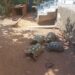 Quatro jabutis mantidos em cativeiro são resgatados e fazendeiro multado em R$ 2 mil