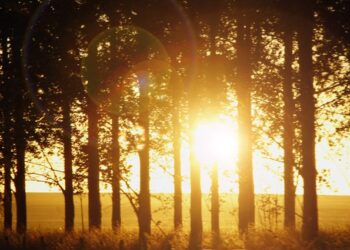 Os primeiros 15 dias de Agosto serão marcados por forte calor e tempo seco