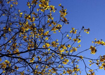Sábado de sol, calor e baixos níveis de umidade em Mato Grosso do Sul