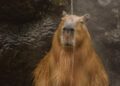 Com preguiça de ir ao córrego Ceroula, capivara se refresca na biqueira de casa neste sábadão