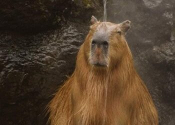 Com preguiça de ir ao córrego Ceroula, capivara se refresca na biqueira de casa neste sábadão