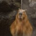 Com preguiça de ir ao córrego Ceroula, capivara se refresca na biqueira de casa neste sábadão