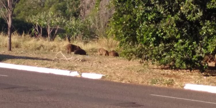 Leitora envia fotos das capivaras passeando próximo à Avenida Nasri Siufi