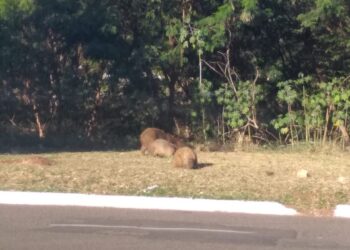 Leitora envia fotos das capivaras passeando próximo à Avenida Nasri Siufi