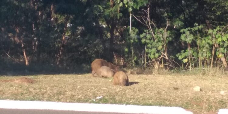Leitora envia fotos das capivaras passeando próximo à Avenida Nasri Siufi