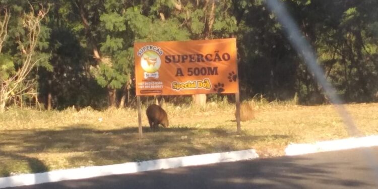Leitora envia fotos das capivaras passeando próximo à Avenida Nasri Siufi