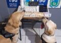 Cão farejador Barth ajuda PM a desmantelar mais uma rede de comércio de drogas