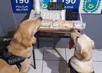 Cão farejador Barth ajuda PM a desmantelar mais uma rede de comércio de drogas