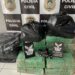 Polícia Civil apreende mais de 300kg de maconha em residência no Morada do Sol