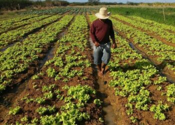 Escola abre chamada pública para aquisição de alimentos da Agricultura Familiar