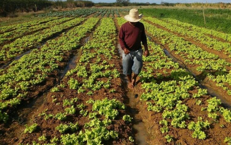 Escola abre chamada pública para aquisição de alimentos da Agricultura Familiar