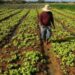 Escola abre chamada pública para aquisição de alimentos da Agricultura Familiar