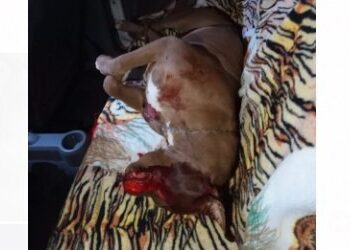 Morador de residencial atropela, atira e mata Pitbull, após suposto ataque à criança