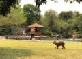 Em Bonito, Capivara é filmada dando mergulho em balneário e faz sucesso na web