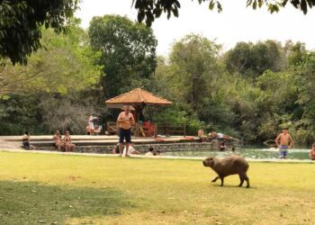 Em Bonito, Capivara é filmada dando mergulho em balneário e faz sucesso na web