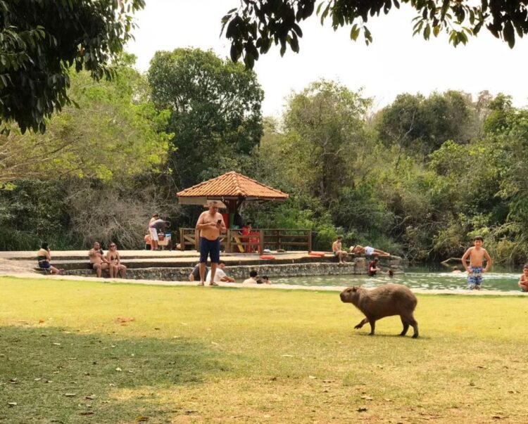 Em Bonito, Capivara é filmada dando mergulho em balneário e faz sucesso na web