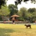 Em Bonito, Capivara é filmada dando mergulho em balneário e faz sucesso na web