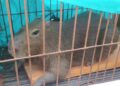 Adolescentes tentam matar capivara a pauladas e pedradas em condomínio