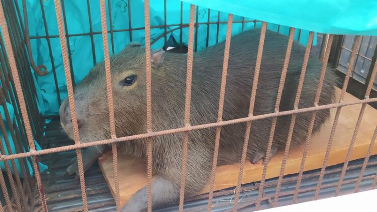 Adolescentes tentam matar capivara a pauladas e pedradas em condomínio
