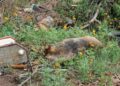 Animais soltos vira “pandemia” em bairro da Capital, oferece risco à saúde e no trânsito