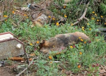 Animais soltos vira “pandemia” em bairro da Capital, oferece risco à saúde e no trânsito
