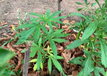 Homem é preso por cultivar 13 pés de maconha em casa no interior de MS