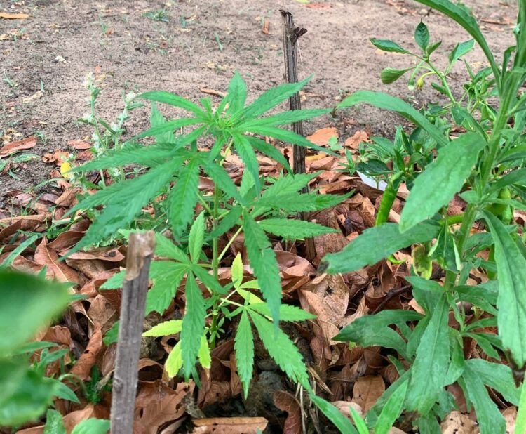Homem é preso por cultivar 13 pés de maconha em casa no interior de MS